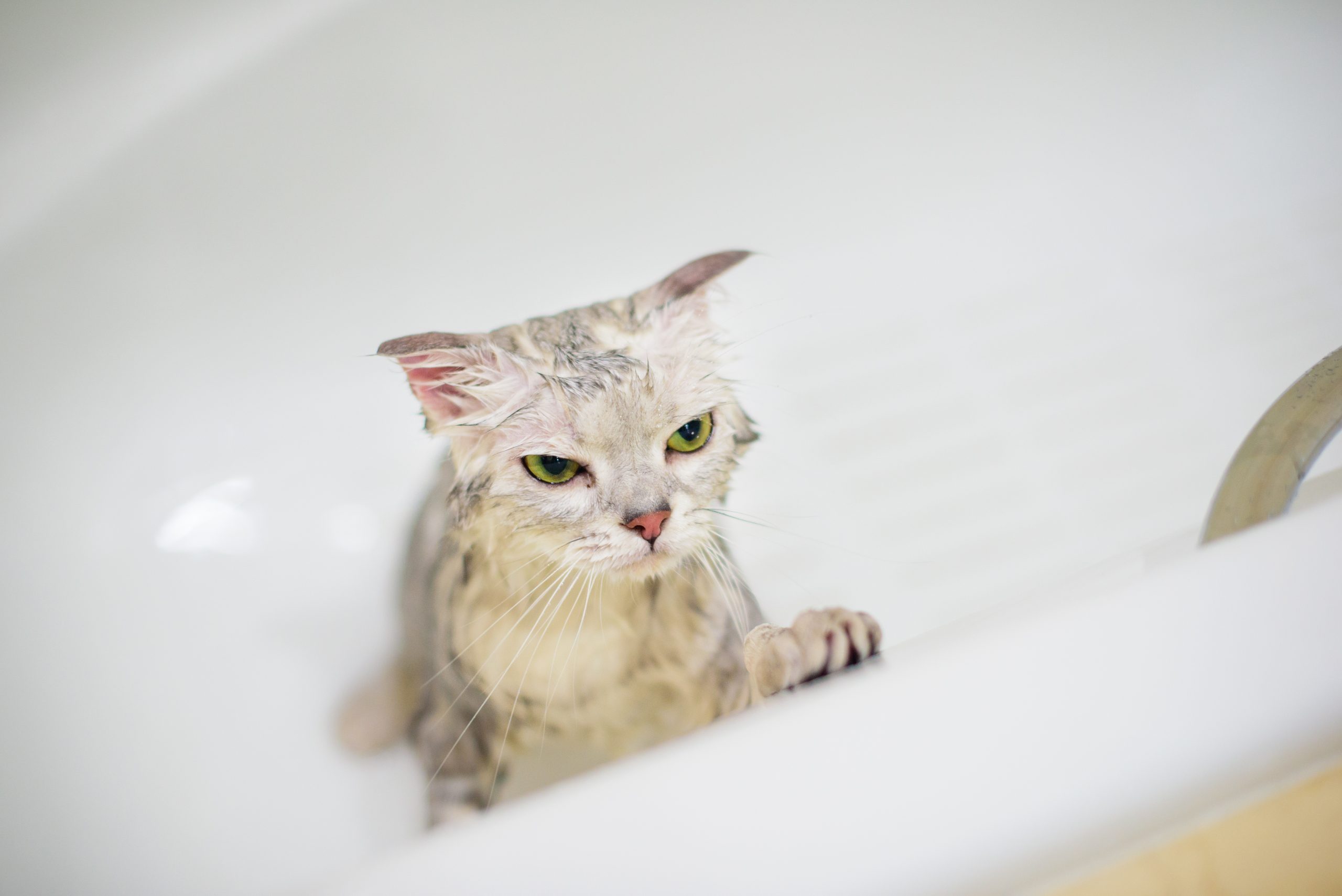 A cat in bathtub