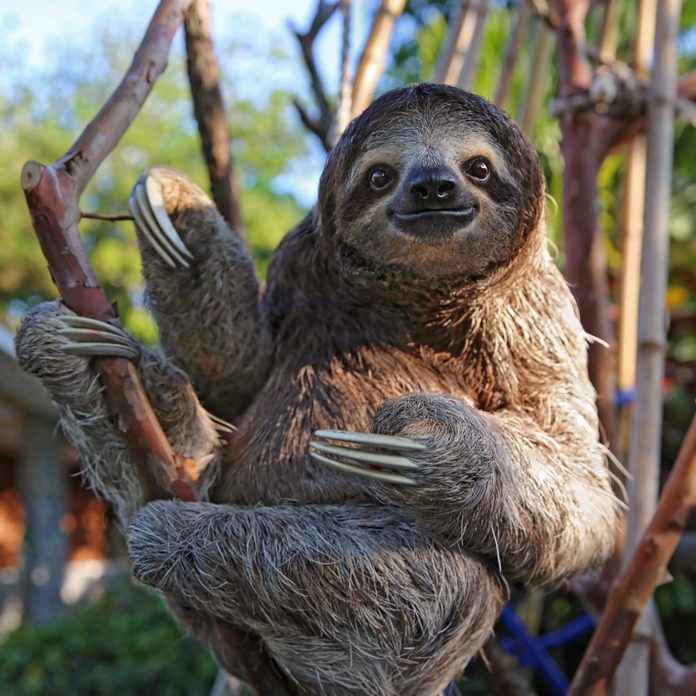 Happy, rescued Sloth