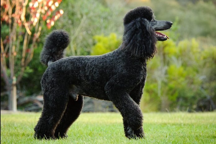Side View Of Black Poodle Standing On Field