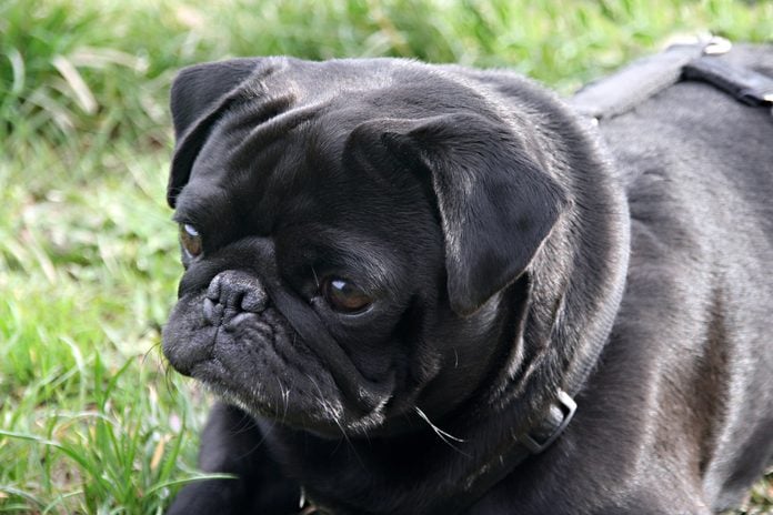 Close-Up Of Black Pug Sitting On Field