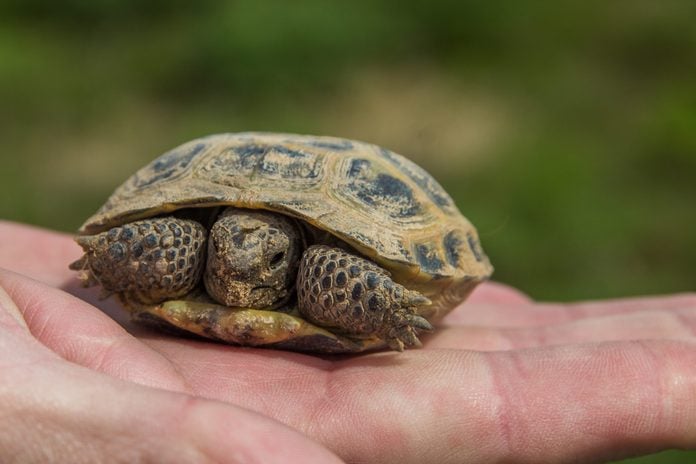 Turtle on the palm. Little steppe tortoise in spring, Almaty, Kazakhstan