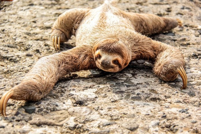 Close-Up Of Three-Toed Sloth On Rock