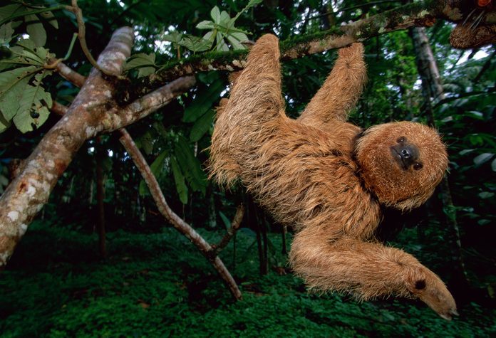 Maned sloth (Bradypus torquatus) hanging in tree, Brazil, low angle
