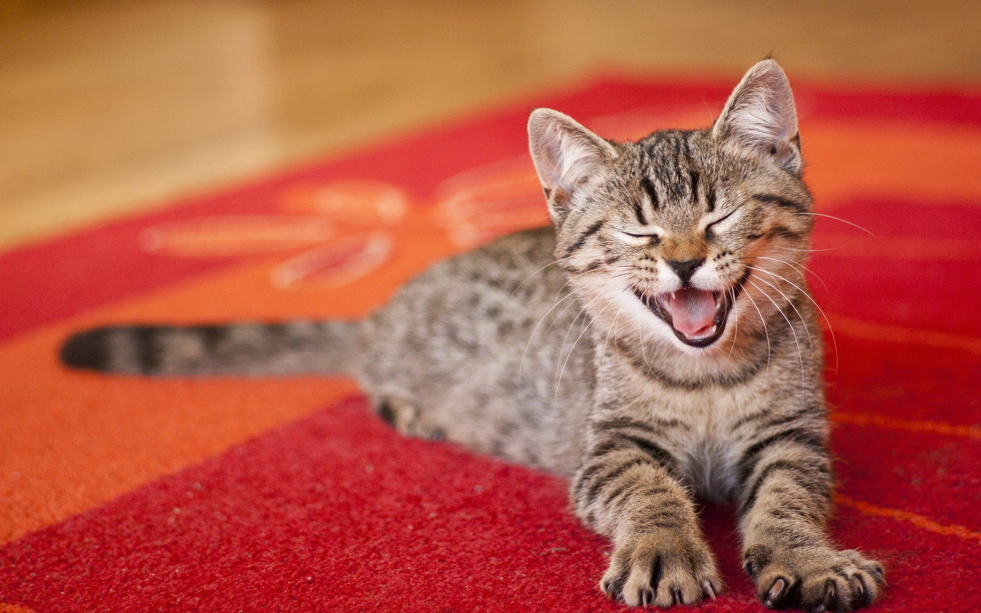 Tabby Cat Yawning