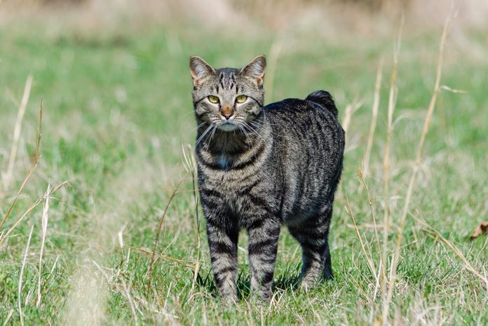 Portrait Of Manx Cat On Field