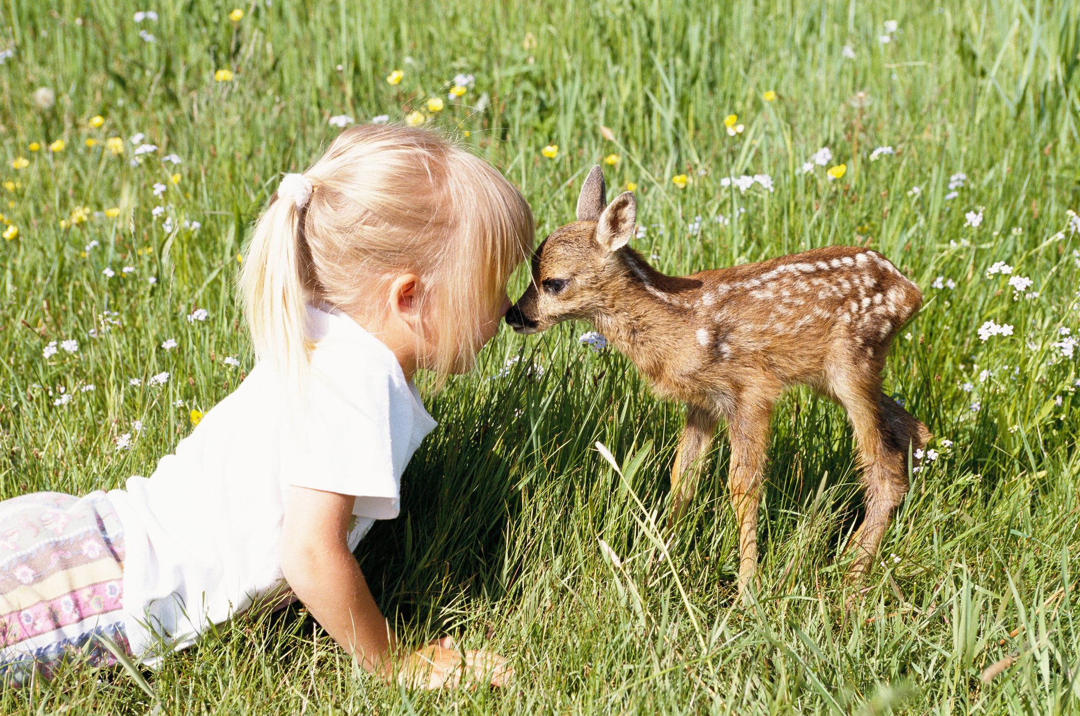 A little girl kissing a fawn.