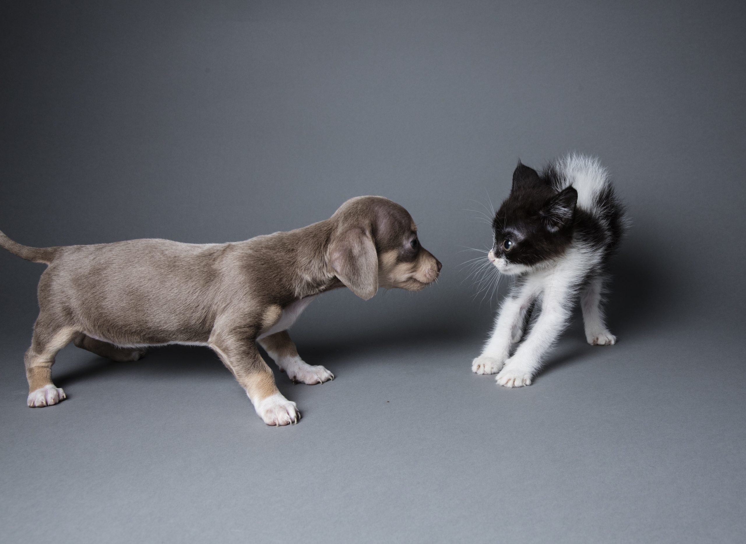 Adorable Puppy Scaring a Kitten - The Amanda Collection