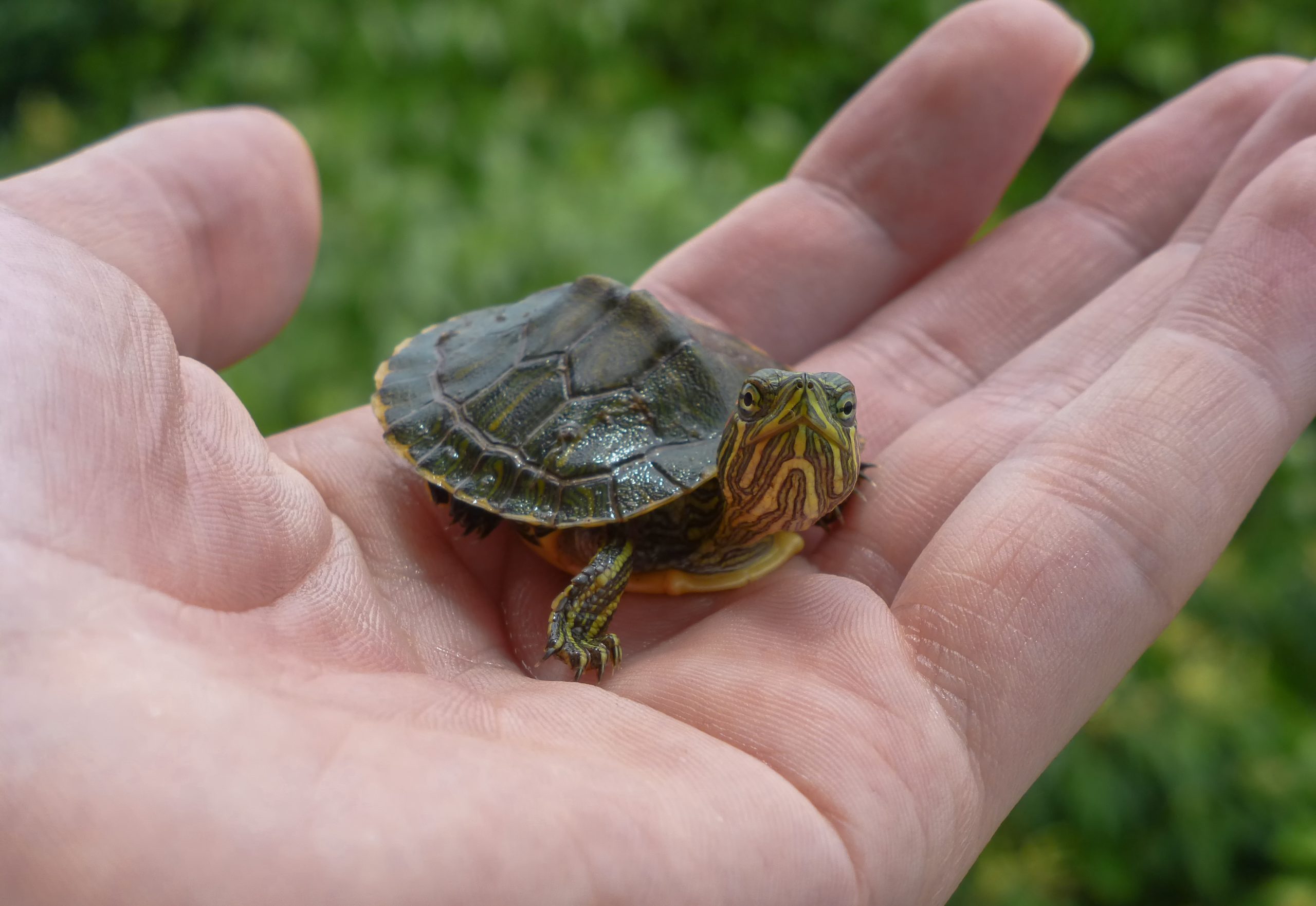 Small turtle on a hand with leaves on the background