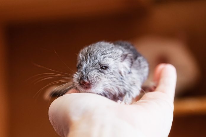 Newborn chinchilla is sitting on the palm of your hand