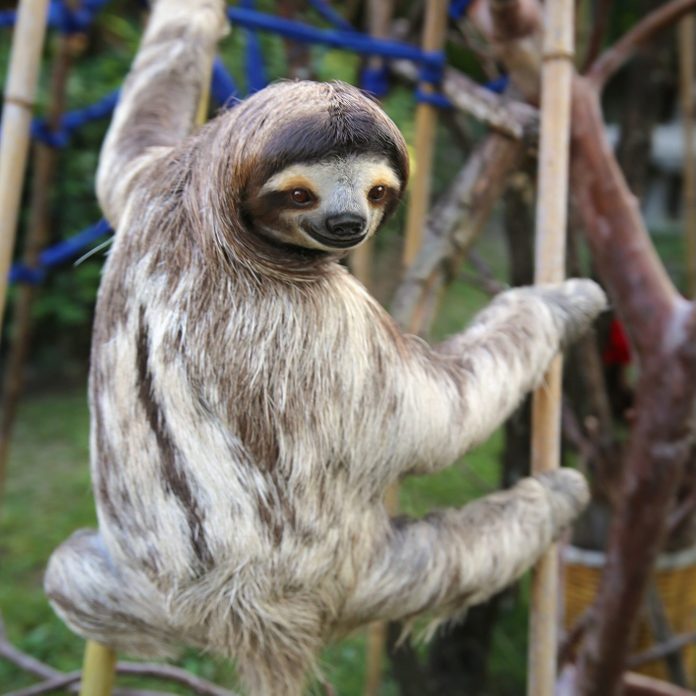 Happy Male Sloth