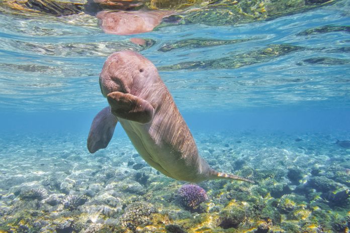 Dugong baby in Red Sea