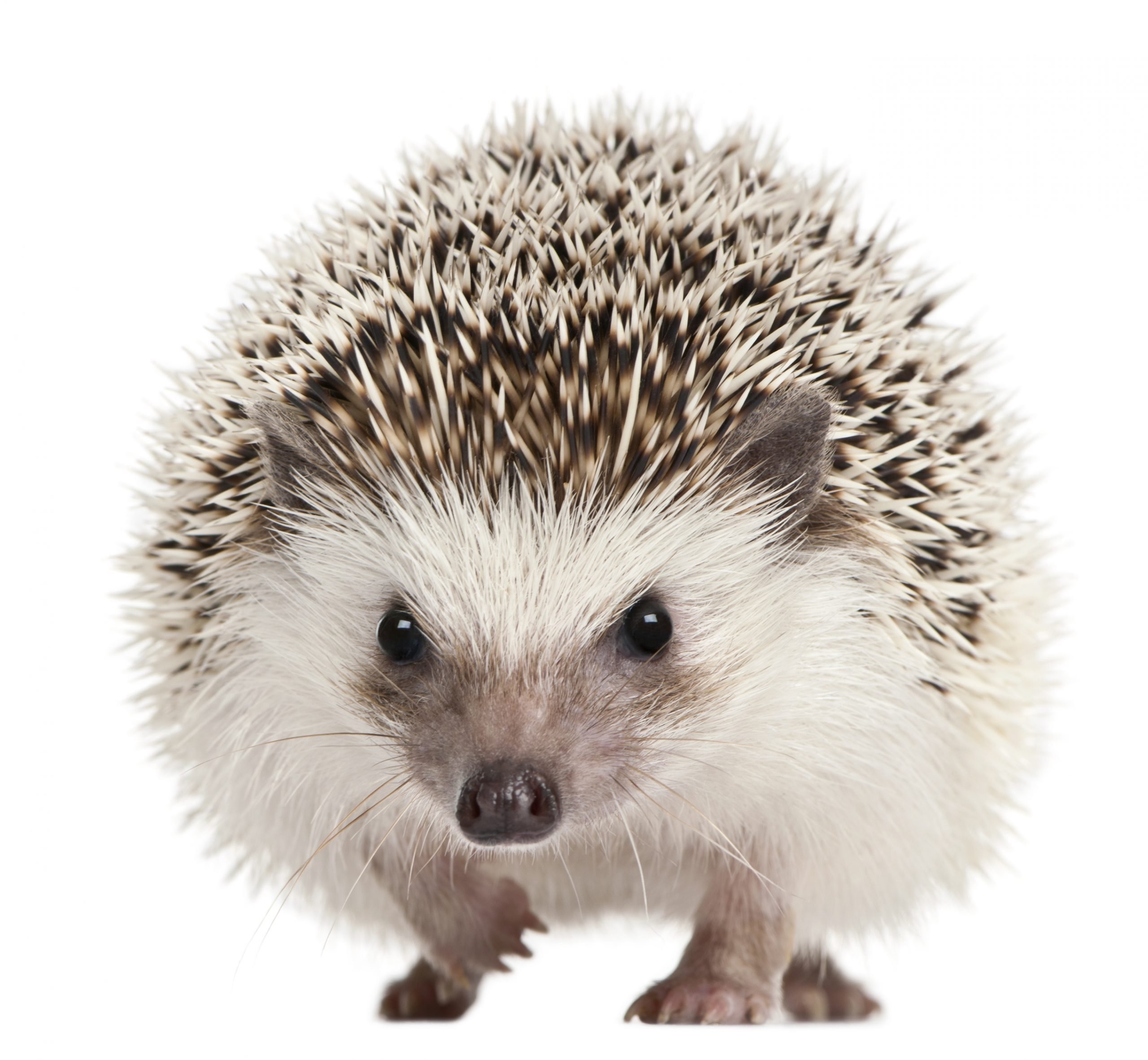 Four-toed Hedgehog, Atelerix albiventris, 2 years old, in front of white background