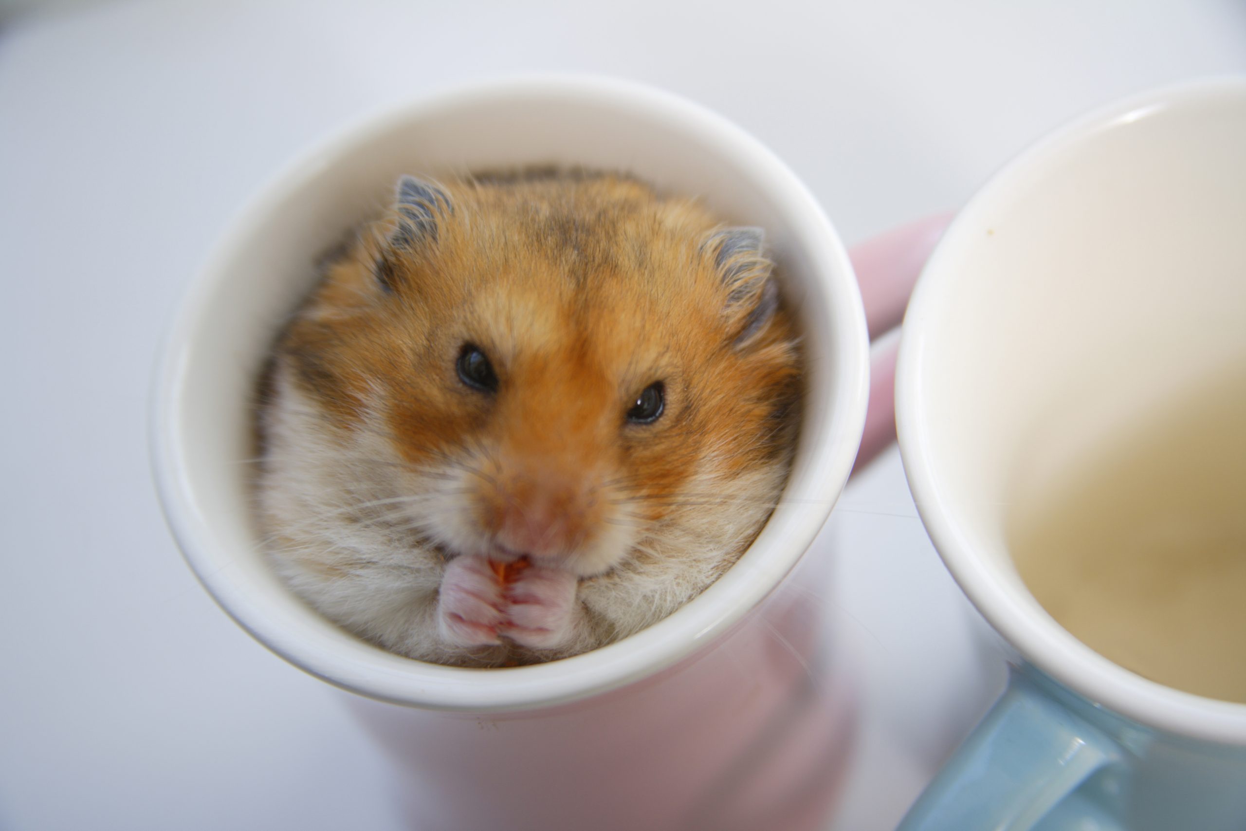 Hamsters in the mug