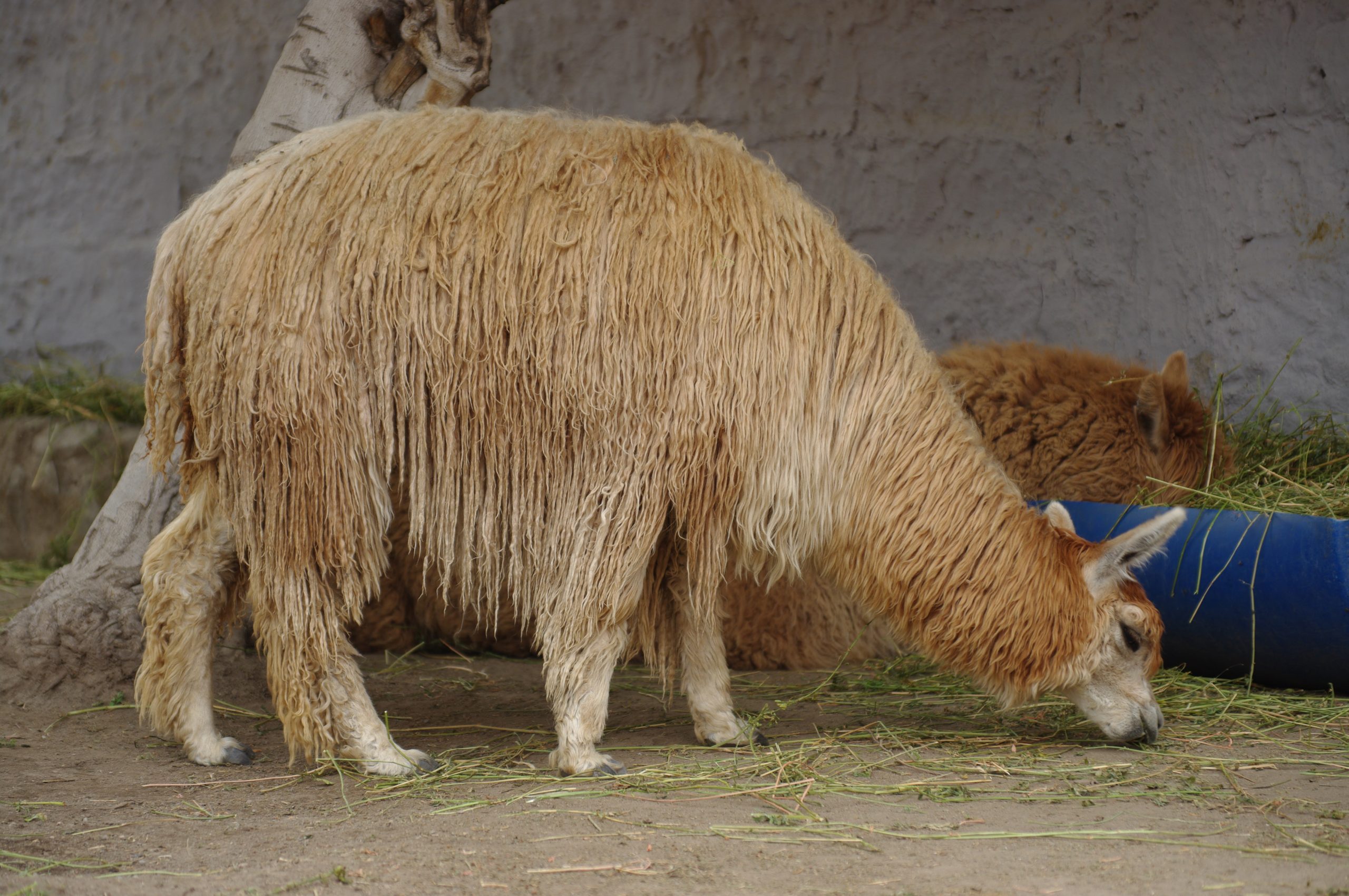 Brown alpaca eating in the farm located in Perú