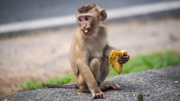 Baby Rhesus macaque eating a banana