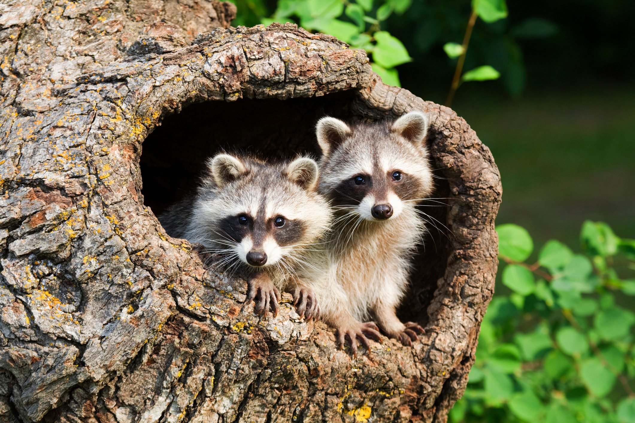 Two Raccoons in a tree hollow