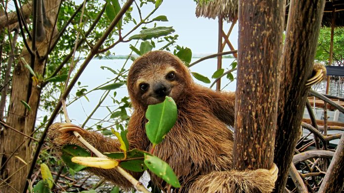 Baby sloth eating mangrove leaf