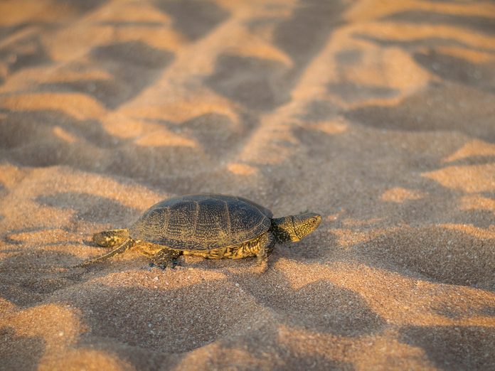 A small turtle crawling on the sand near the sea.