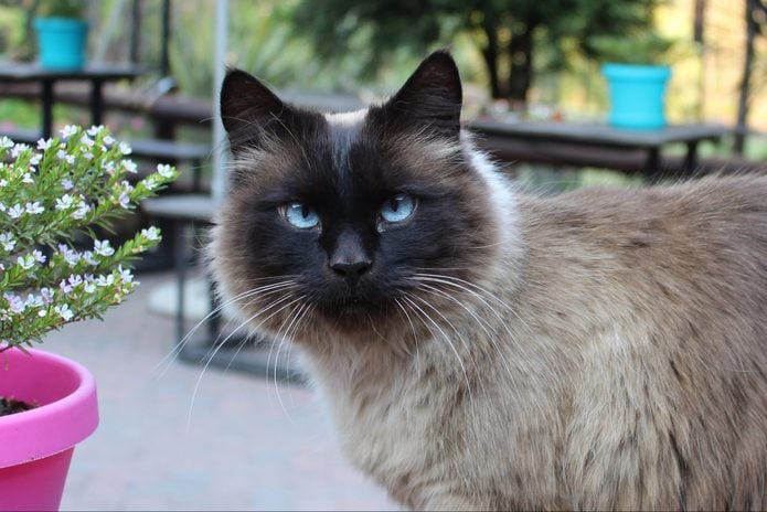 Balinese Cat with Blue Eyes