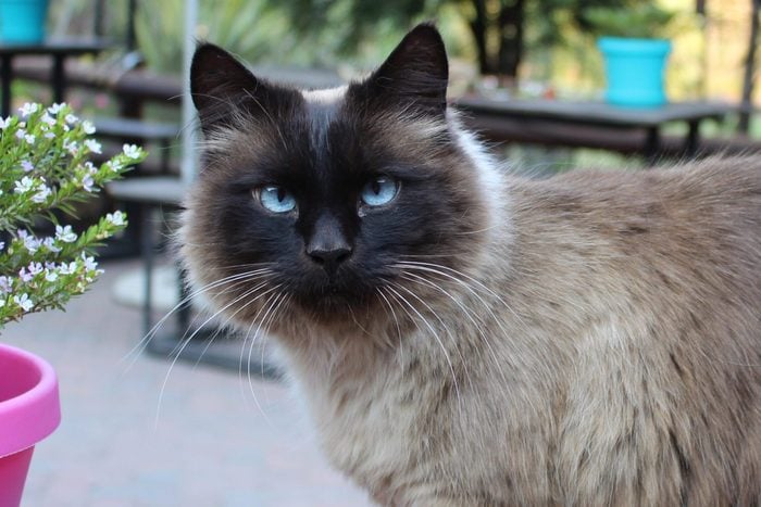 Balinese Cat with Blue Eyes