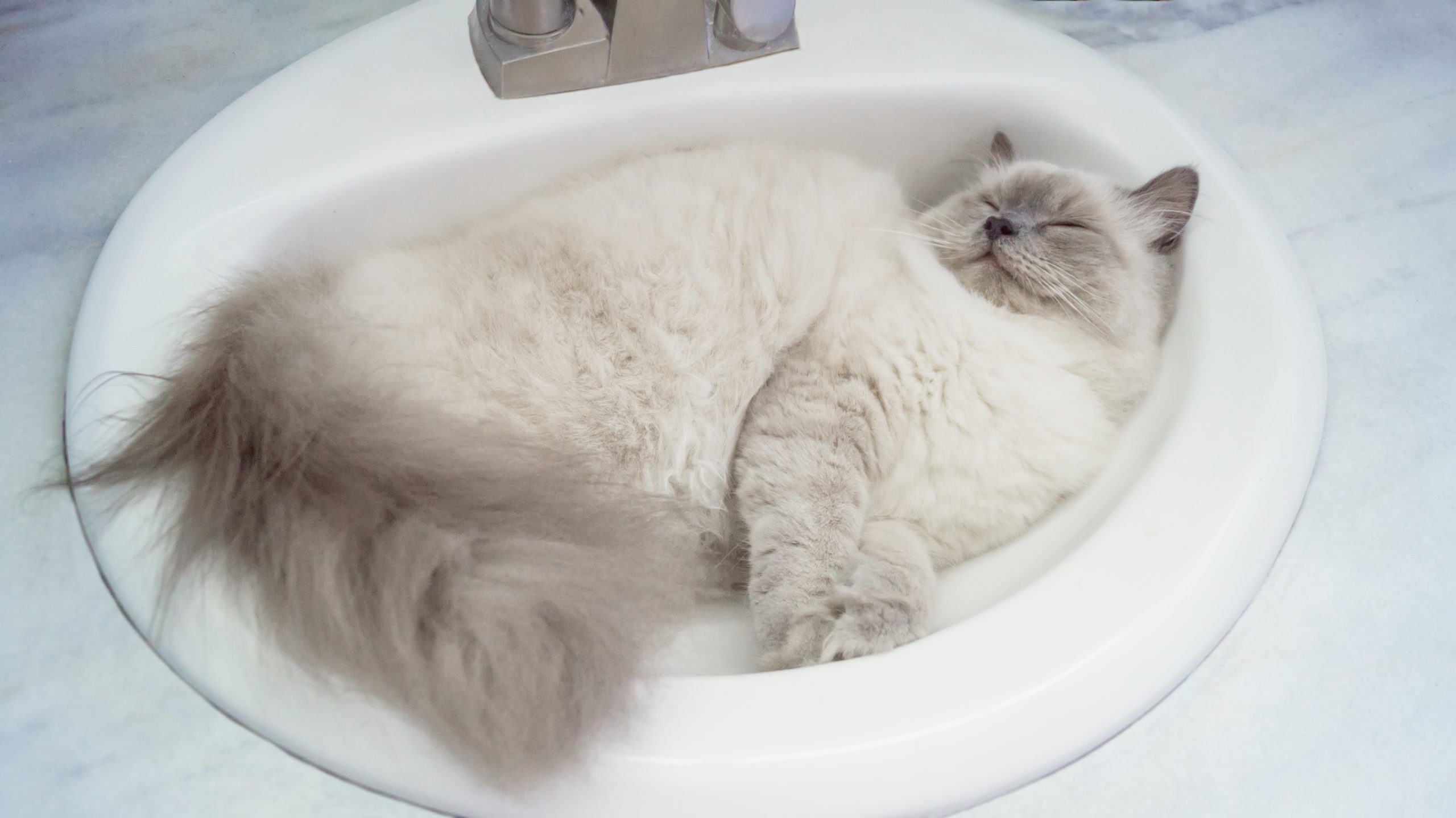 Cat Sleping In Sink At Home
