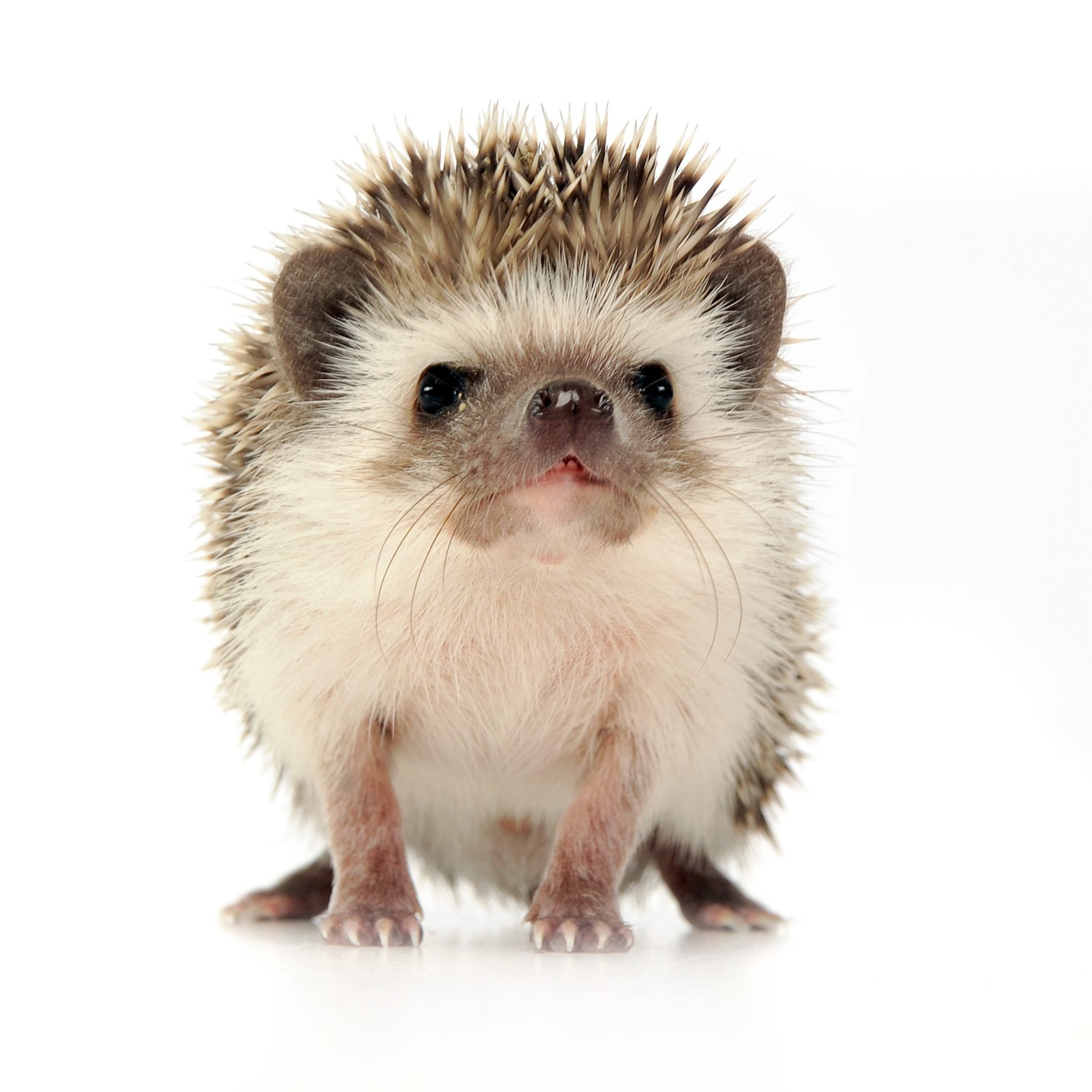 Close-Up Portrait Of Hedgehog Over White Background