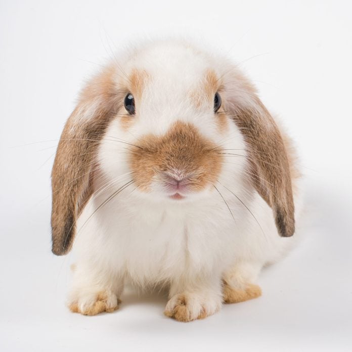 French Lop rabbit brown ear black eye isolated on white background