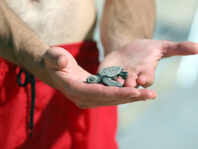 Newborn turtle in guys hand