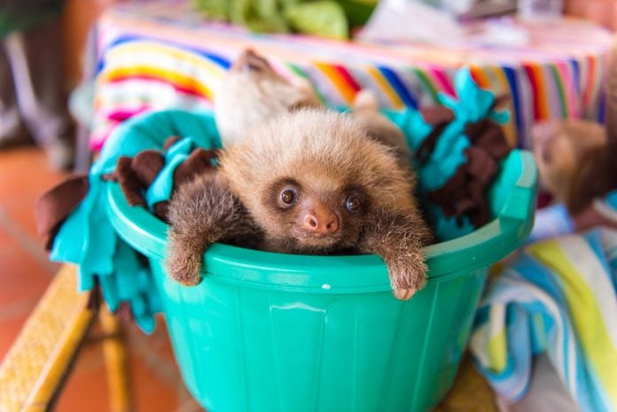 Baby sloth in a bucket
