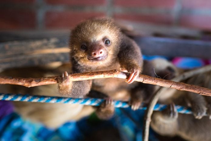 Baby sloth hangs upside down