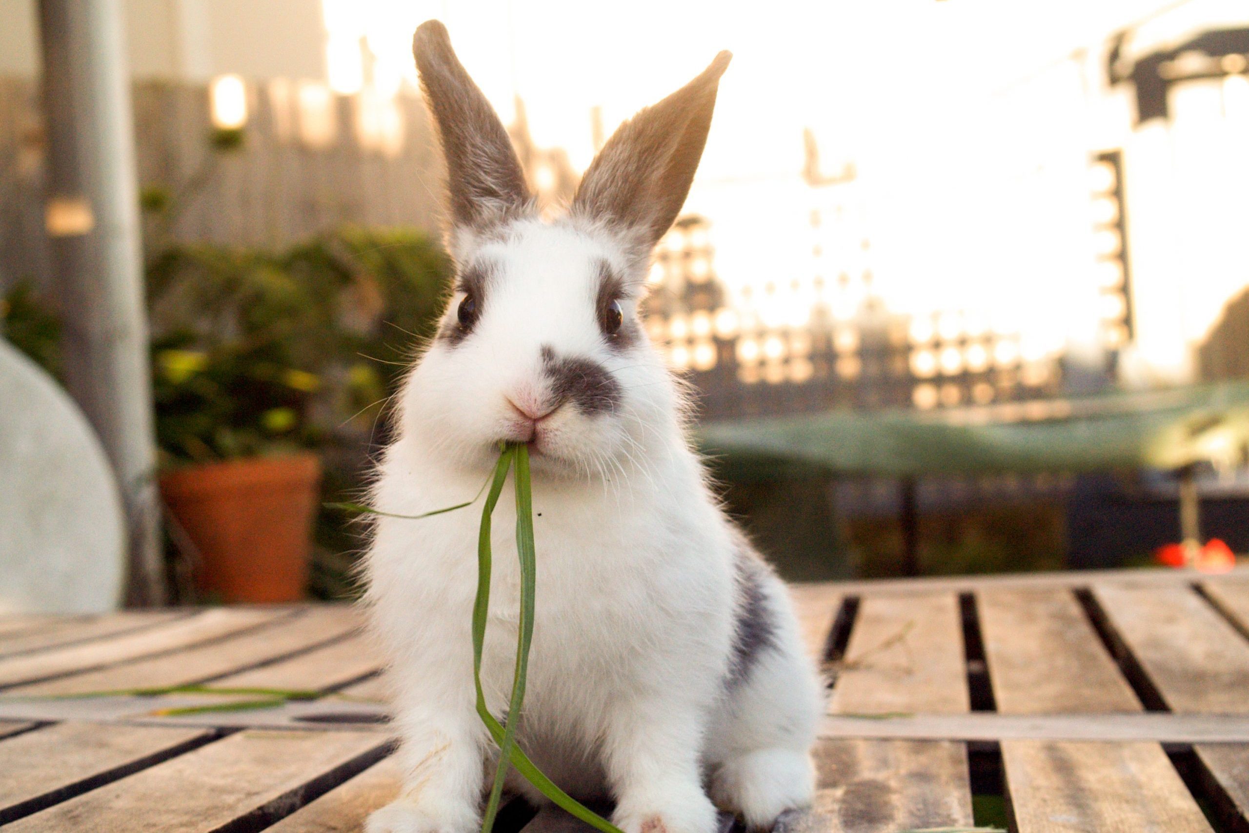 Pet baby rabbit eating grass
