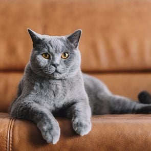 Chartreux cat relaxing on sofa at home