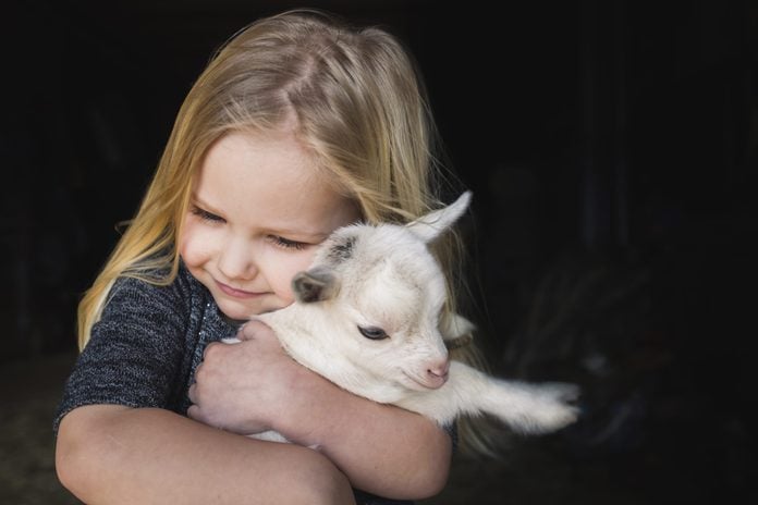 High angle view of girl embracing kid goat