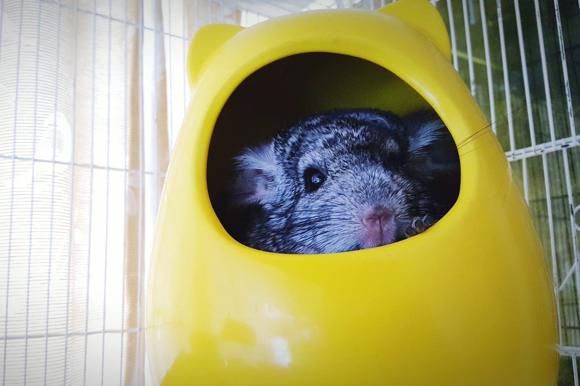 Close-Up Portrait Of Chinchilla In Yellow Pet Home
