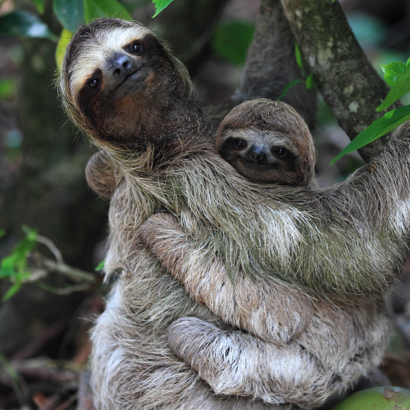 Two sloths in a tree.