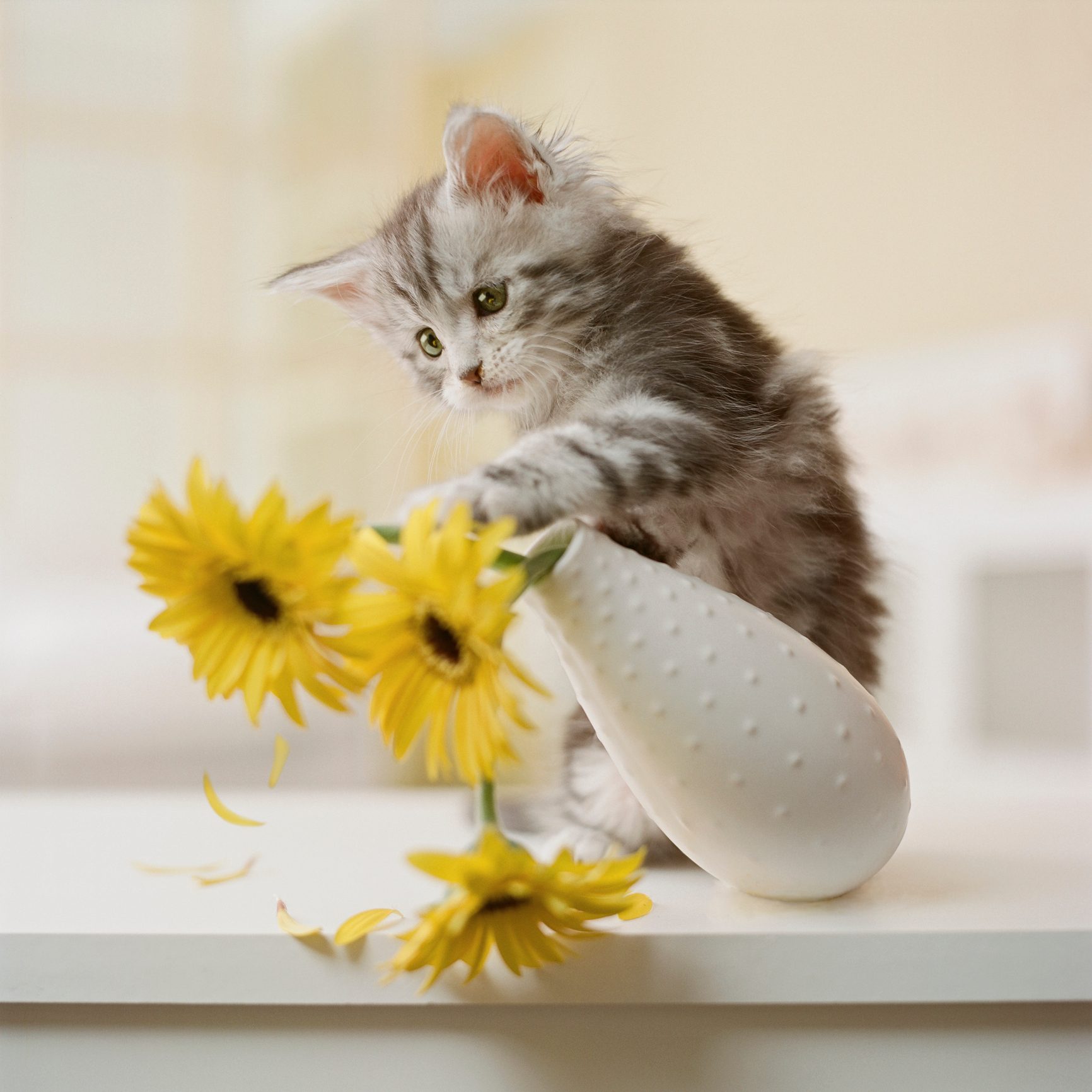 Maine Coon Kitten Knocking Over Yellow Flowers In Vase