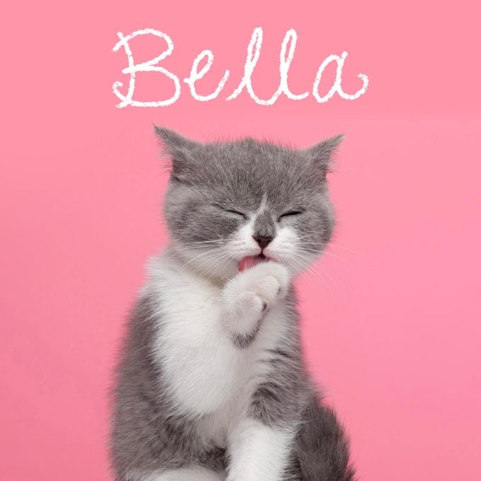 Girl cat name "Bella" handwritten over a photo of a cat on a pink background