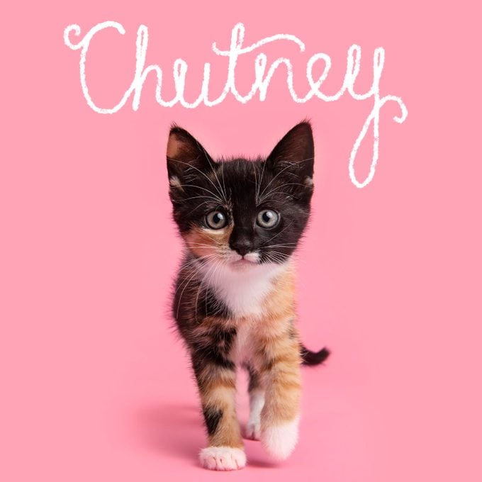 Girl cat name "Chutney" handwritten over a photo of a cat on a pink background