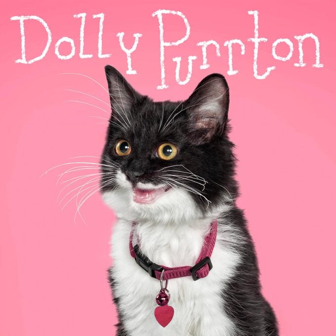 Girl cat name "Dolly Purrton" handwritten over a photo of a cat on a pink background