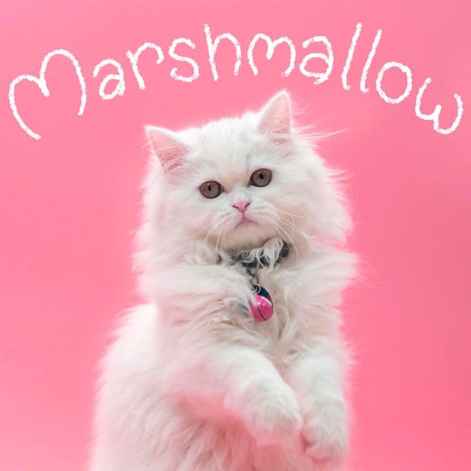 Girl cat name "Marshmallow" handwritten over a photo of a cat on a pink background