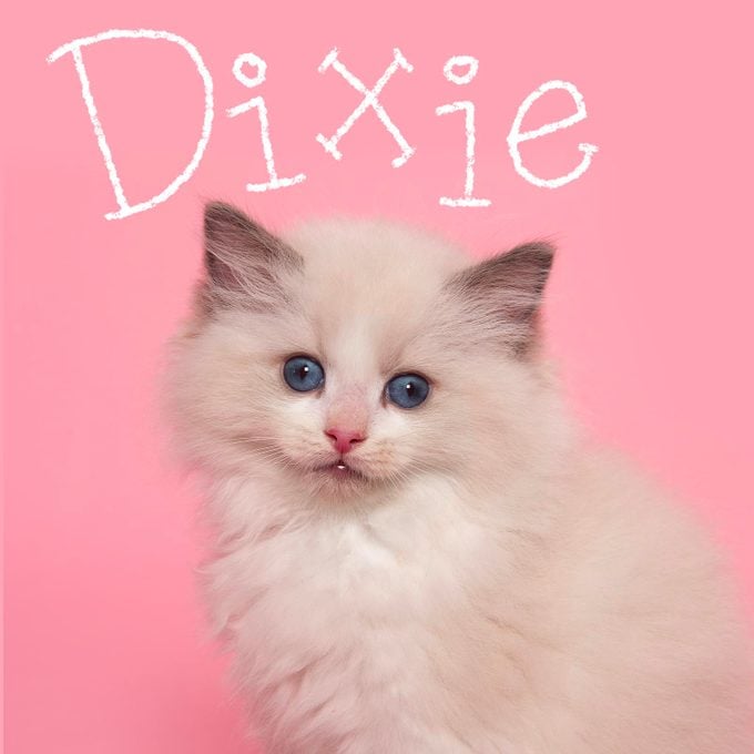 Girl cat name "Dixie" handwritten over a photo of a cat on a pink background