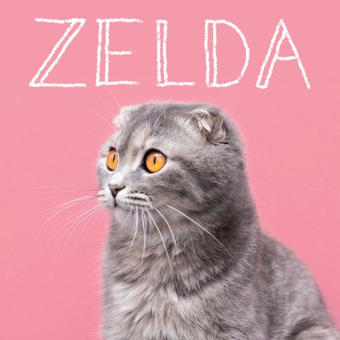 Girl cat name "Zelda" handwritten over a photo of a cat on a pink background
