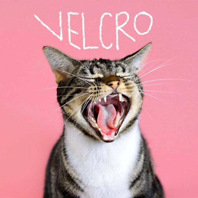 Girl cat name "Velcro" handwritten over a photo of a cat on a pink background