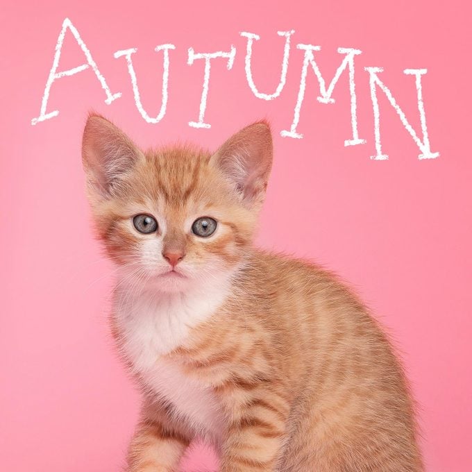Girl cat name "Autumn" handwritten over a photo of a cat on a pink background