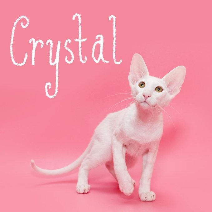 Girl cat name "Crystal" handwritten over a photo of a cat on a pink background