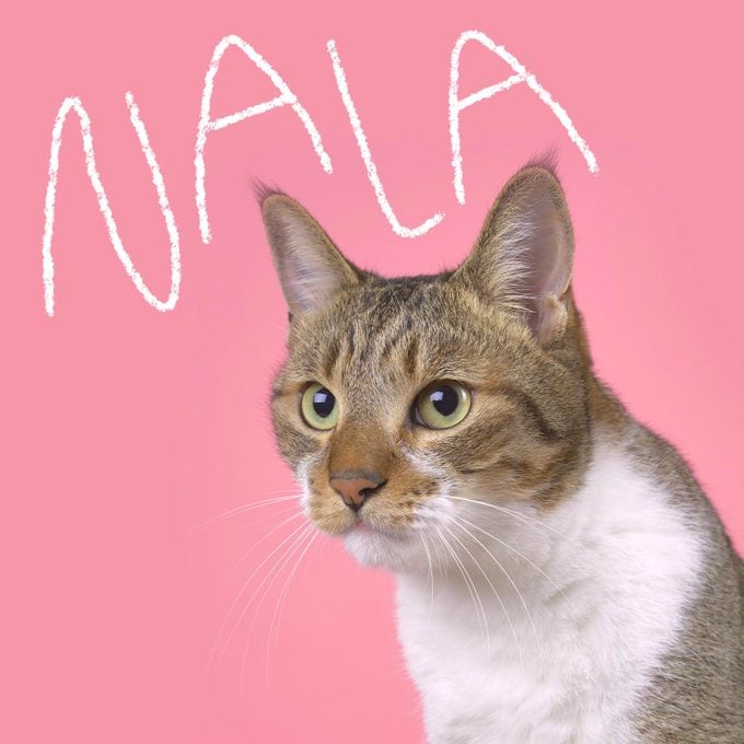 Girl cat name "Nala" handwritten over a photo of a cat on a pink background