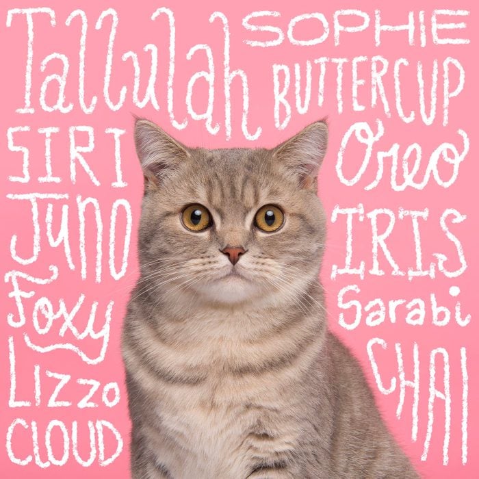 Girl cat names handwritten over a photo of a cat on a pink background