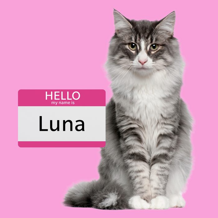 Luna, a girl cat name