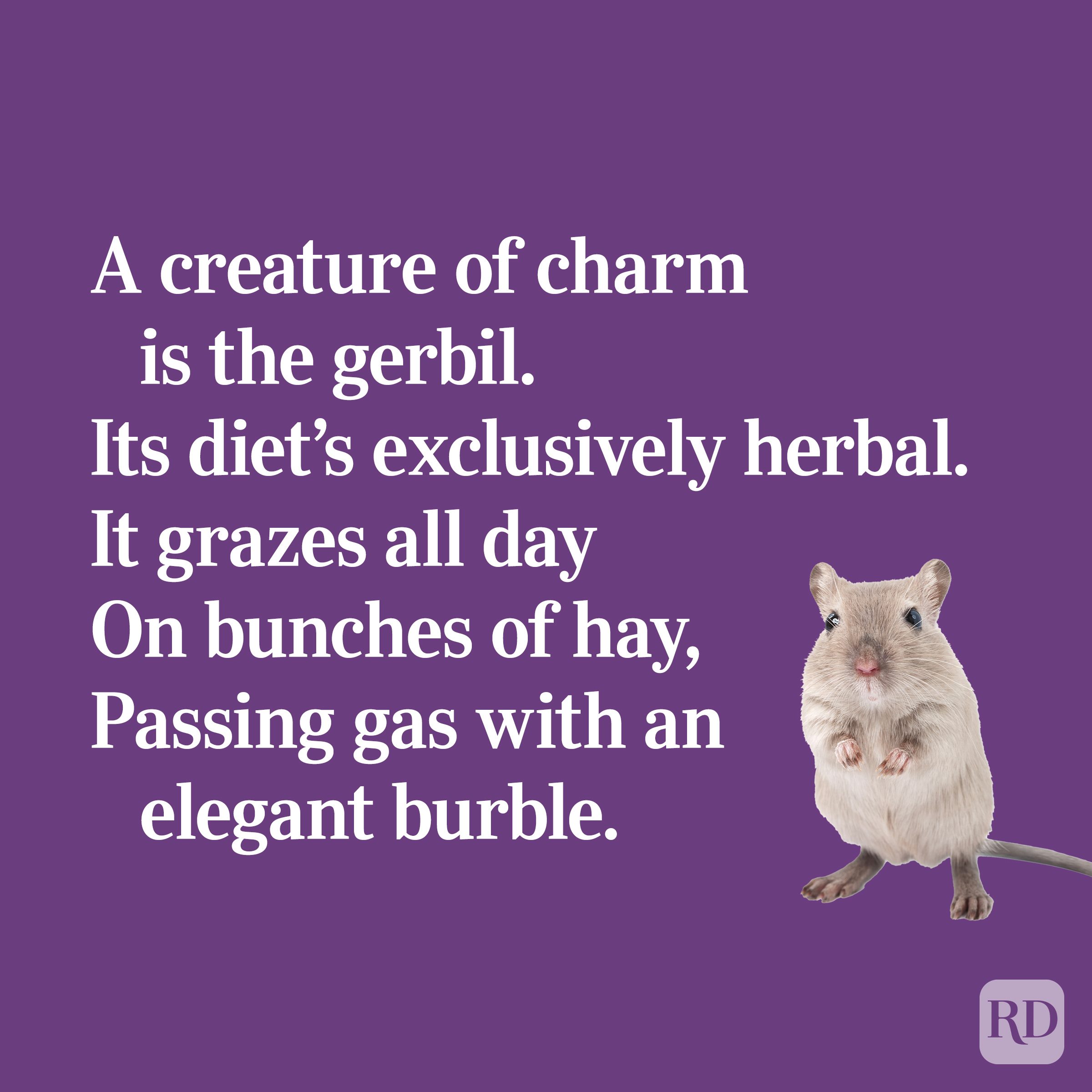 Quirky limerick about gerbils