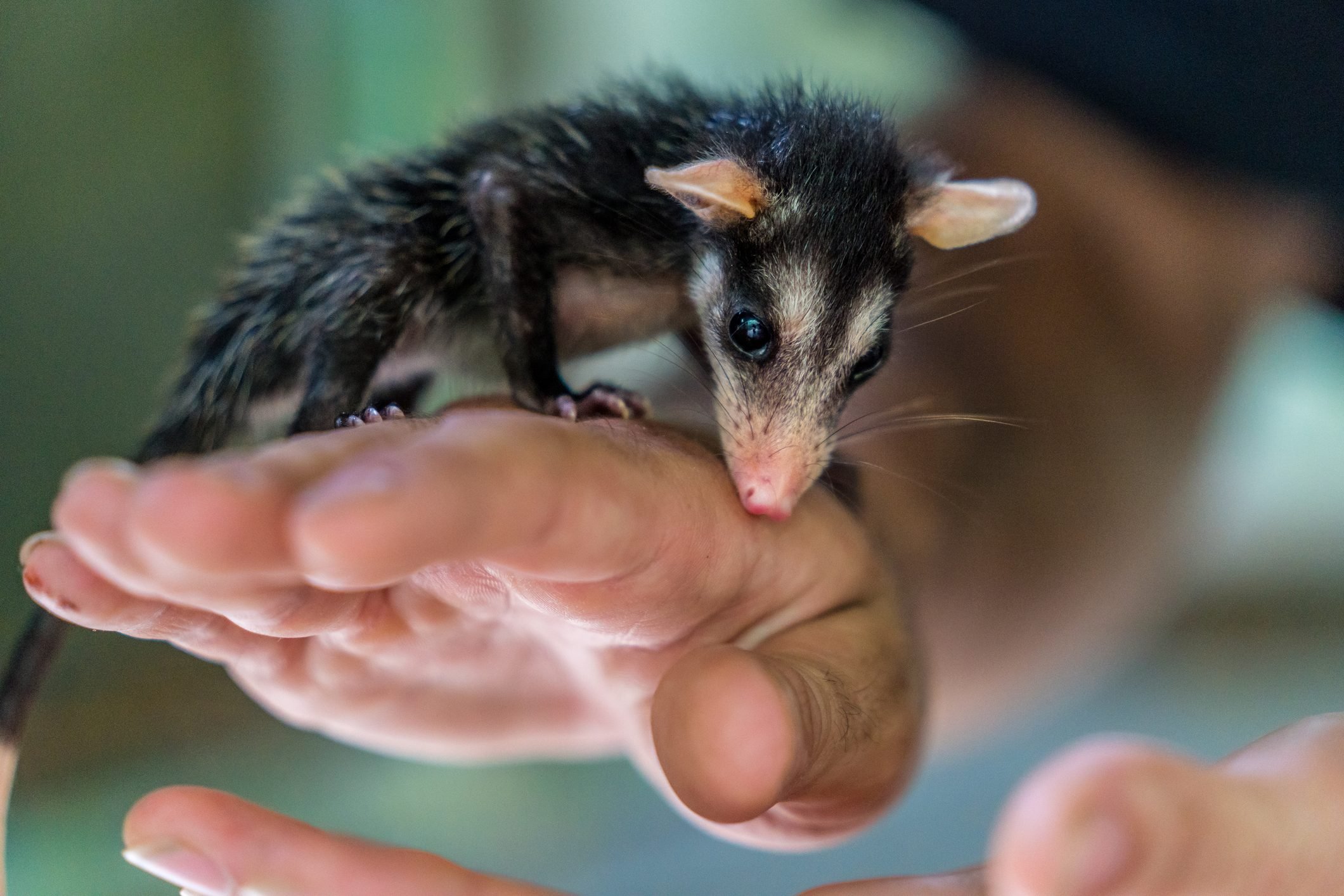 A cute baby opossum (Didelphidae) standing on man's hand